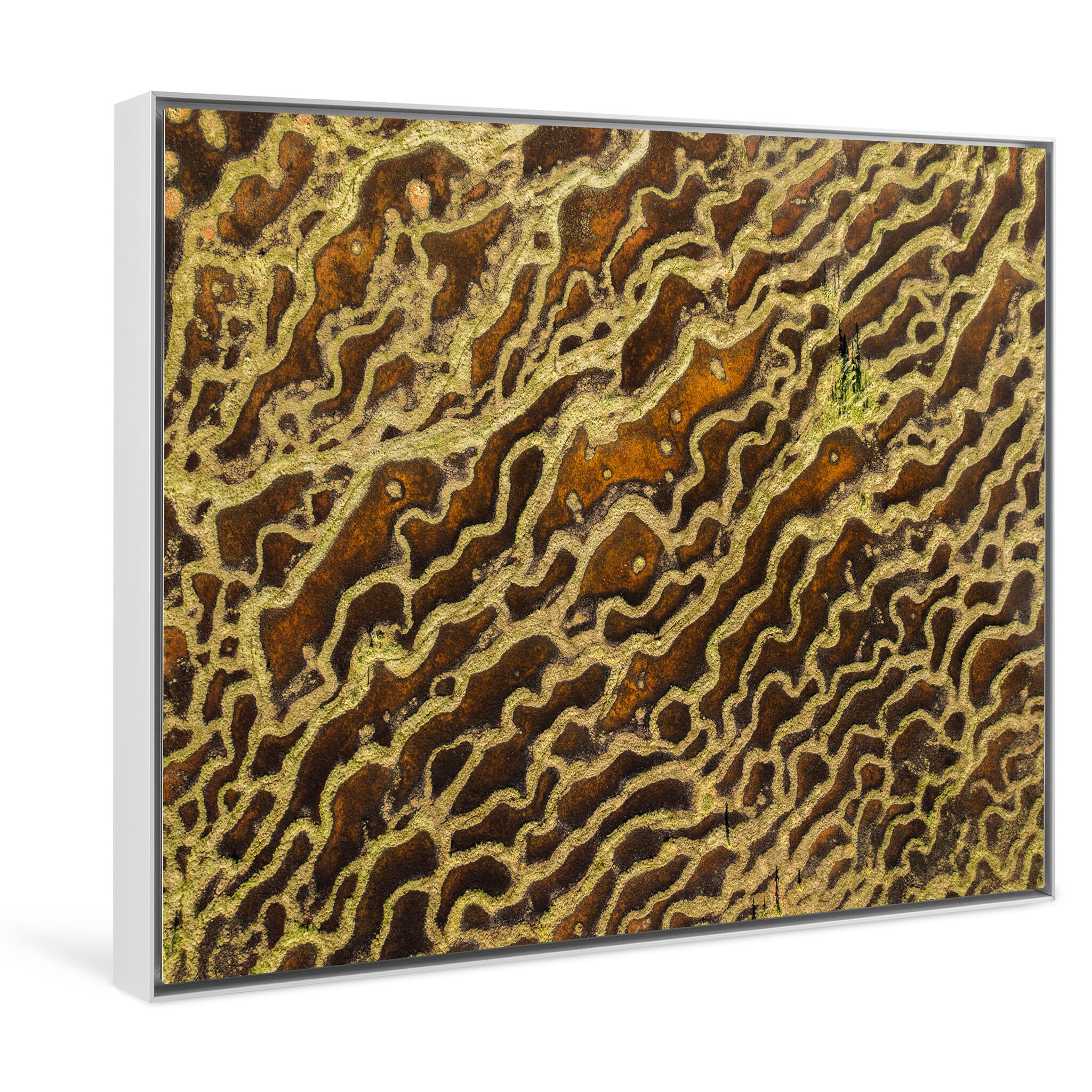 Framed photo print of dynamic swampland ecosystems from above