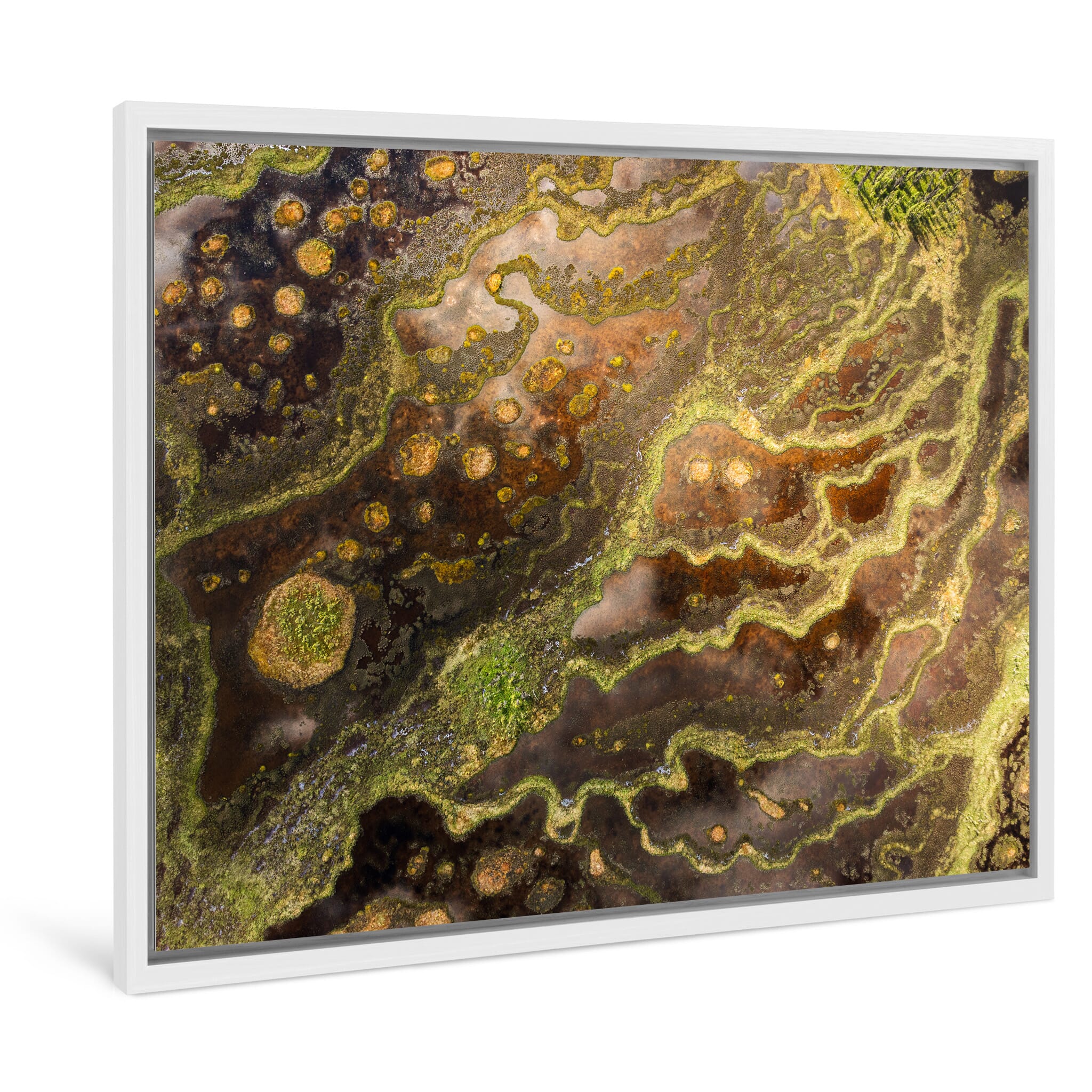 Framed photo print of abstract textures in moss and sediment