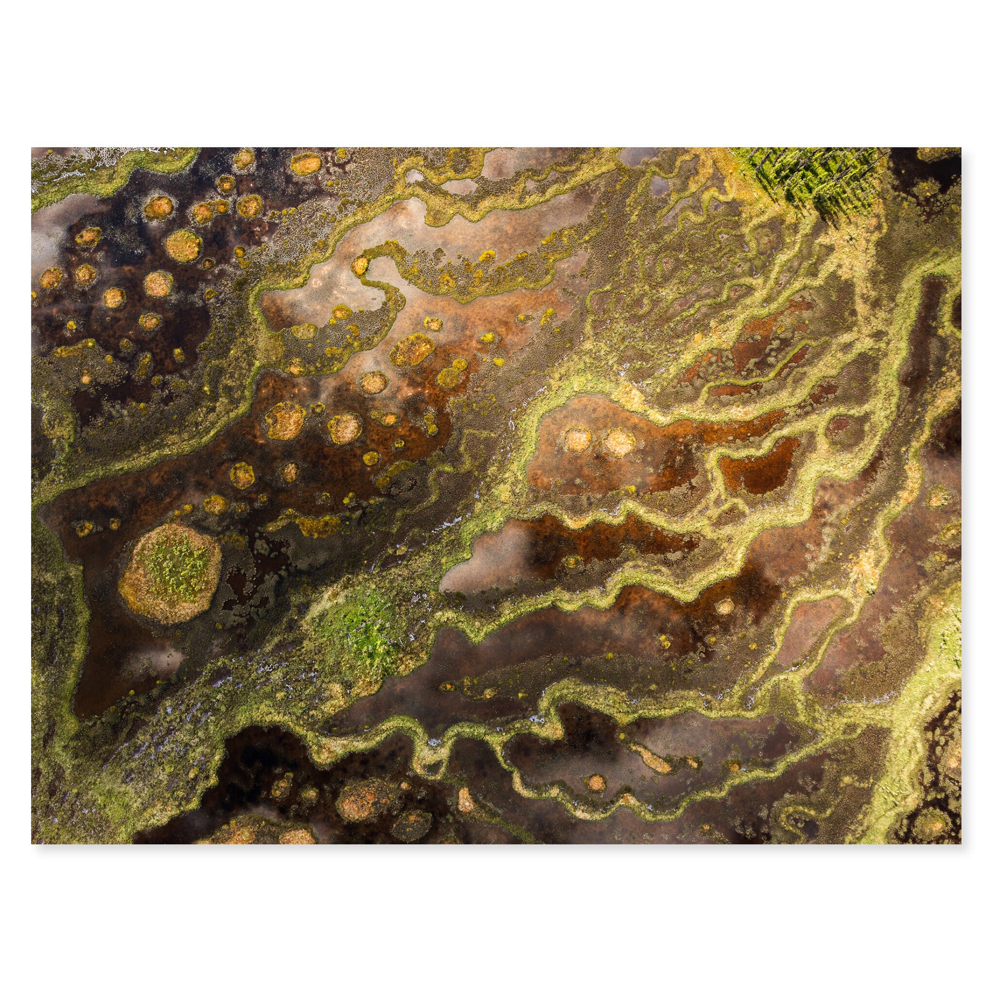 Fine art print of swamplands near Talkeetna with meandering channels and dark pools