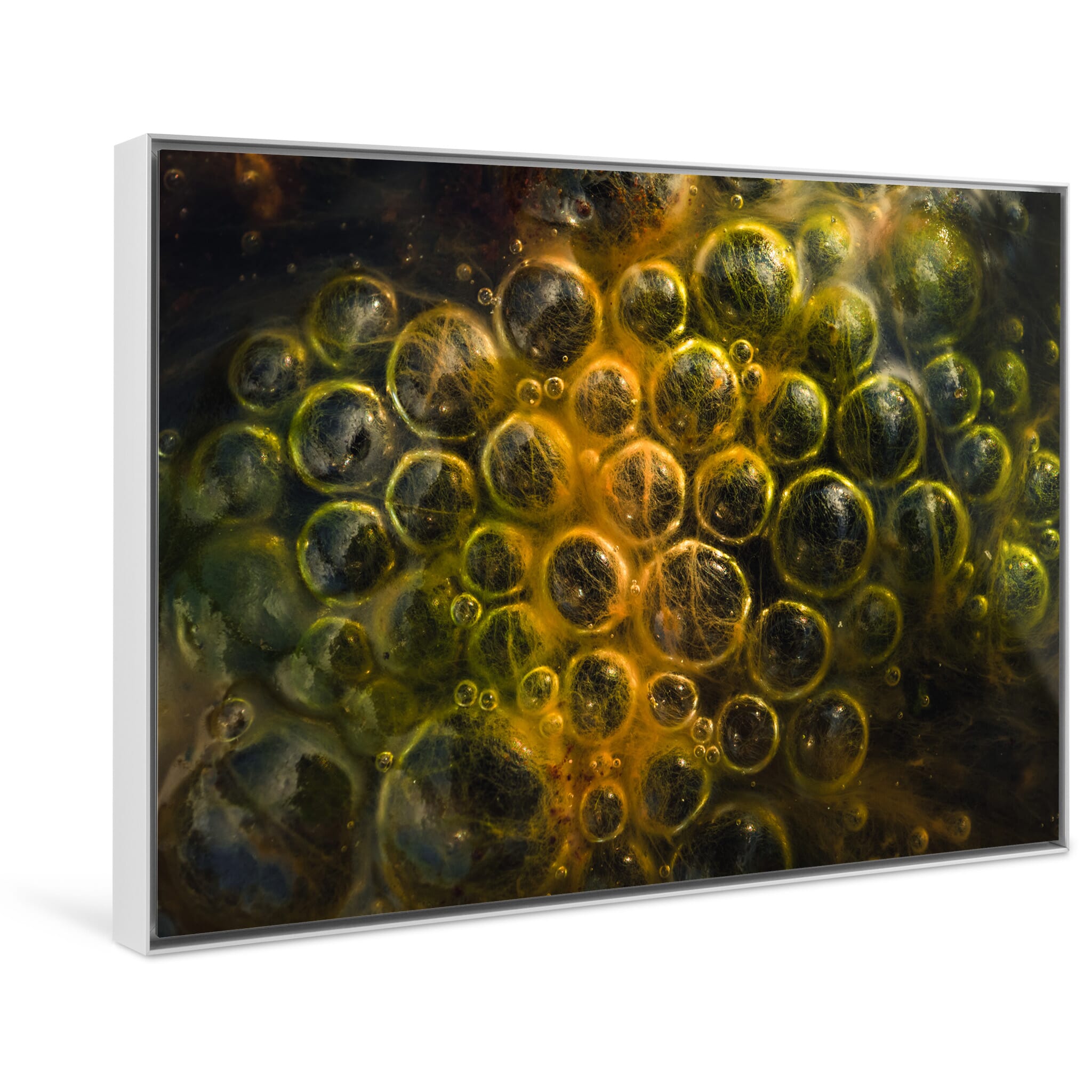 Framed photo print of subtle watery surface revealing hidden complexity beneath the algae