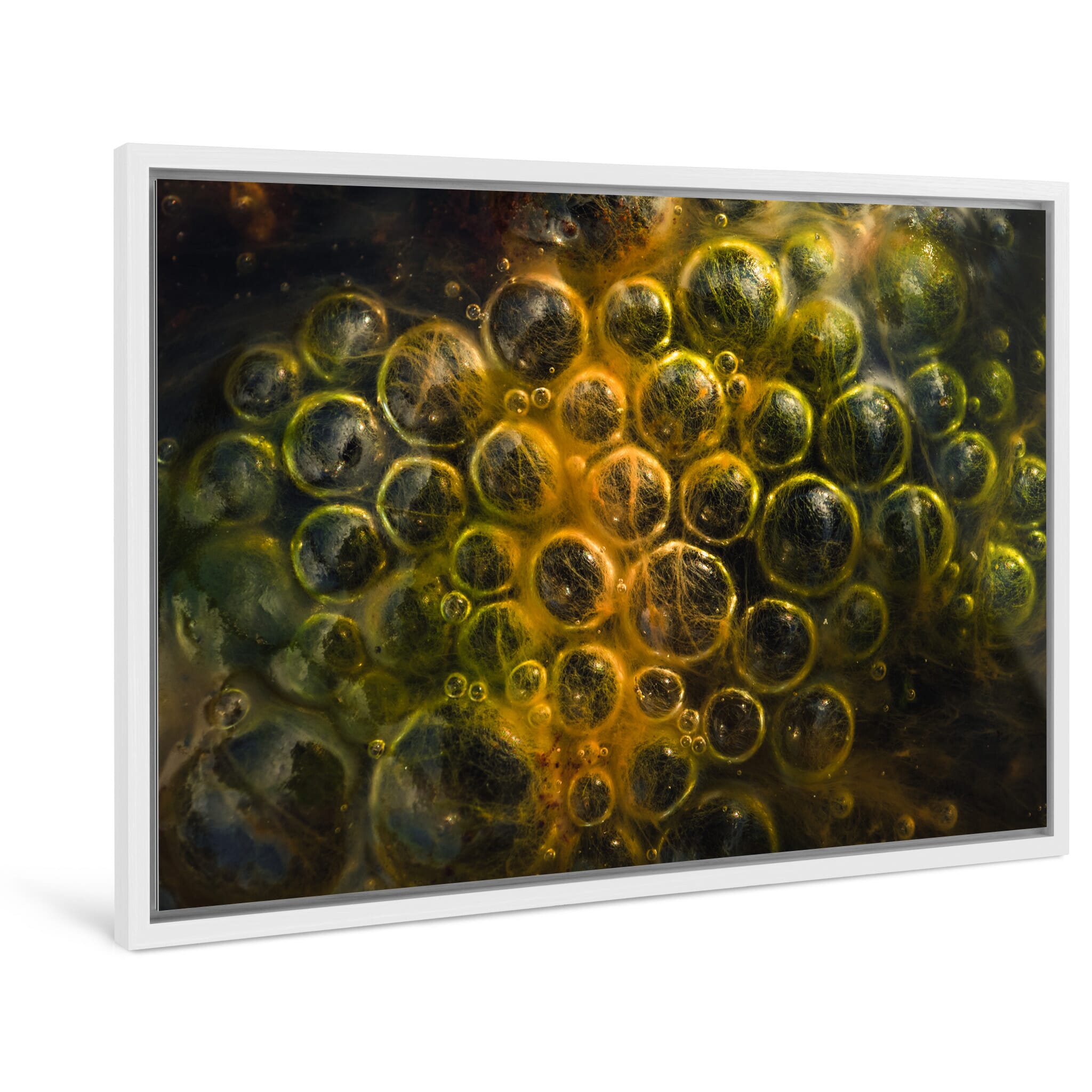 Framed photo print of vibrant algae textures forming patterns in still water in moorland