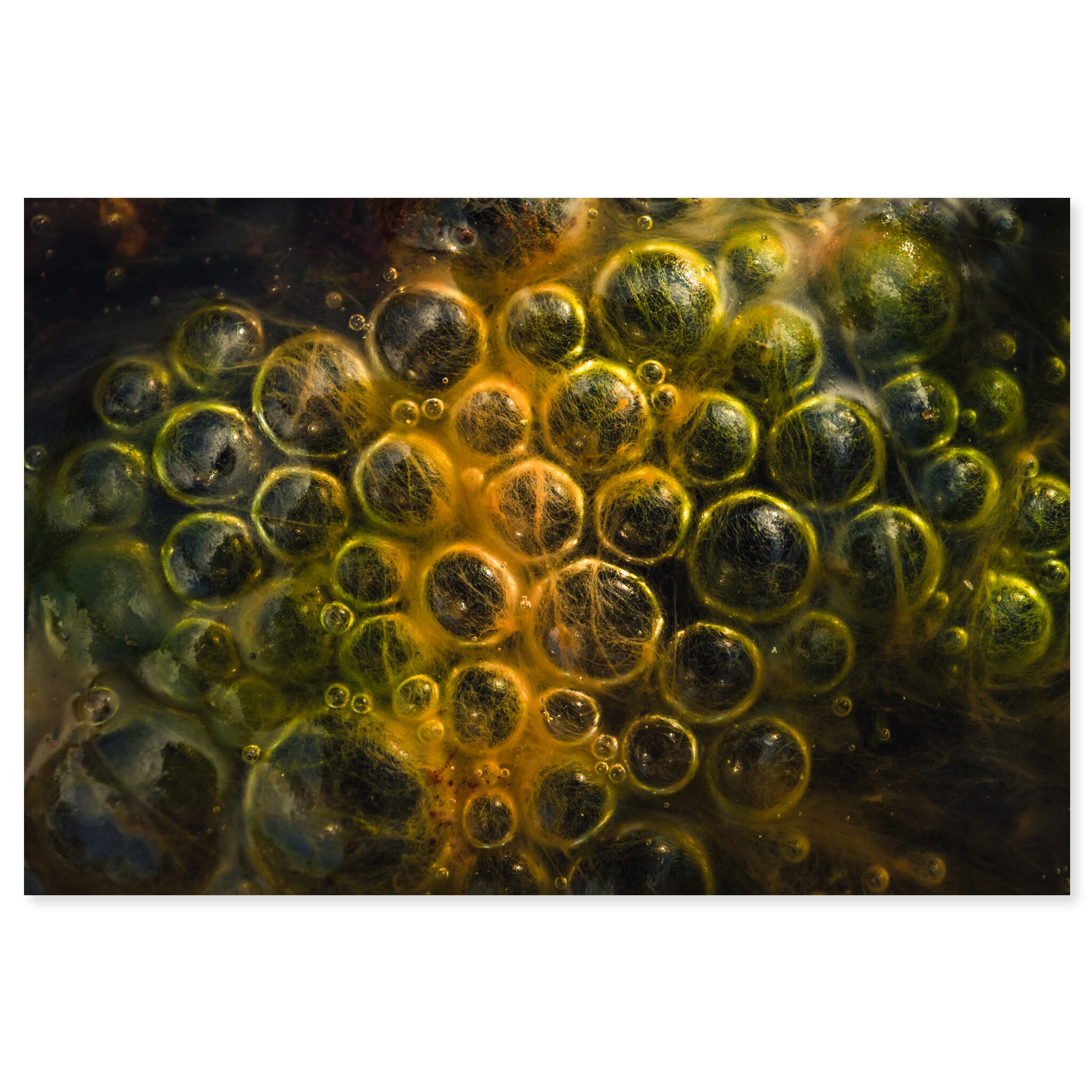 Fine art print of water surface with algae and air bubbles in a German moorland near Hamburg