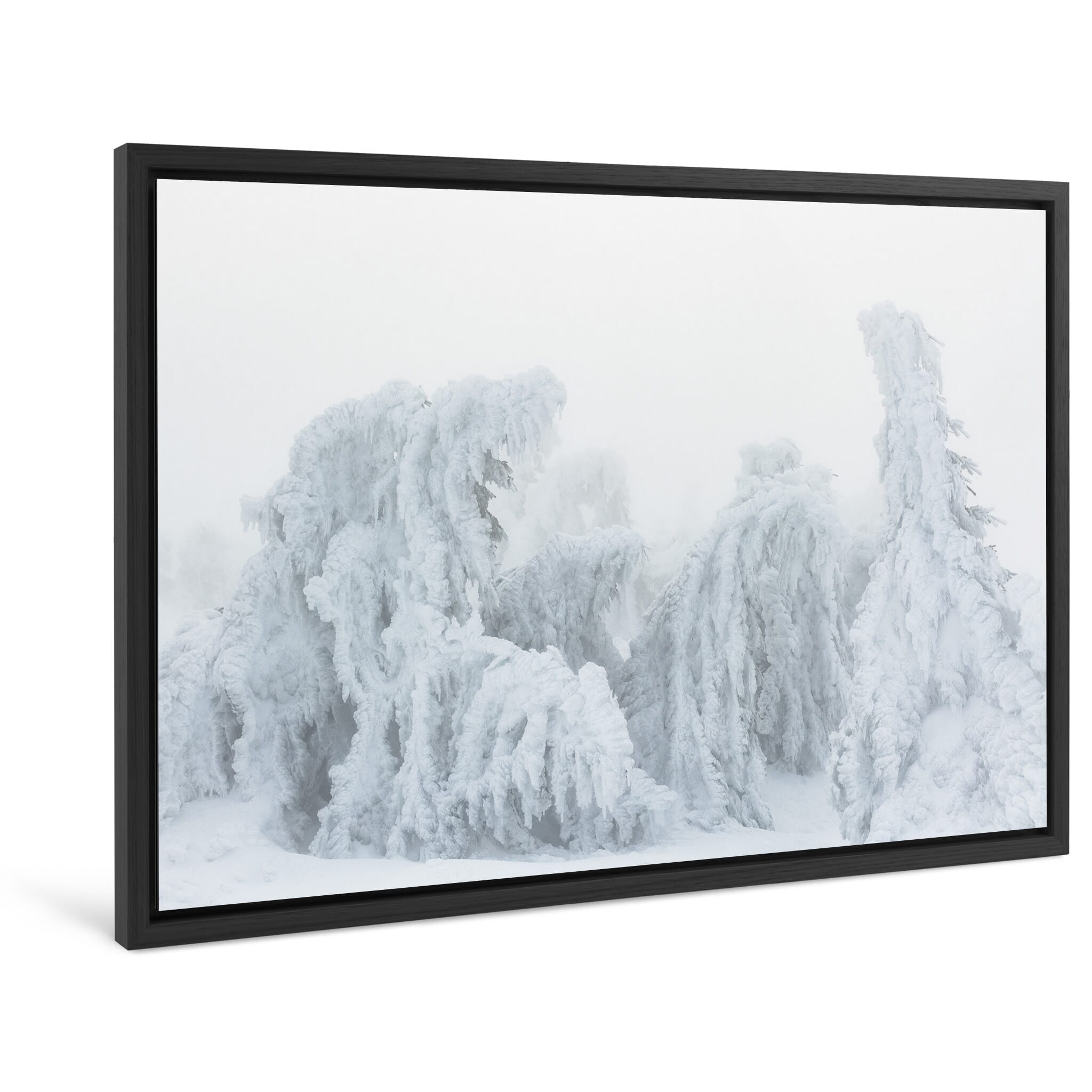 Framed photo print of sculptural tree form on Brocken mountain shaped by snow and wind