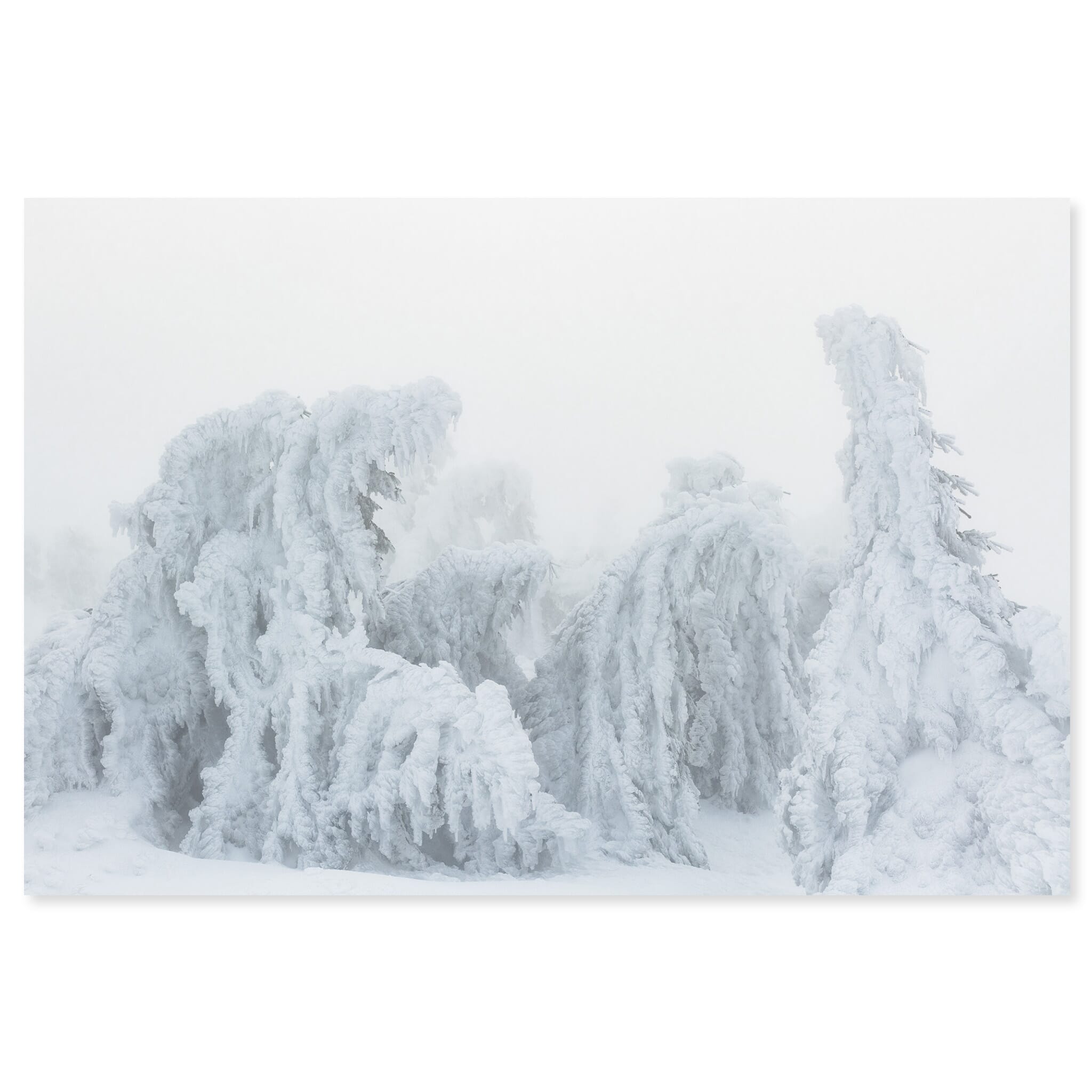 Fine art print of snow-covered tree resembling a mythical creature in dense winter fog