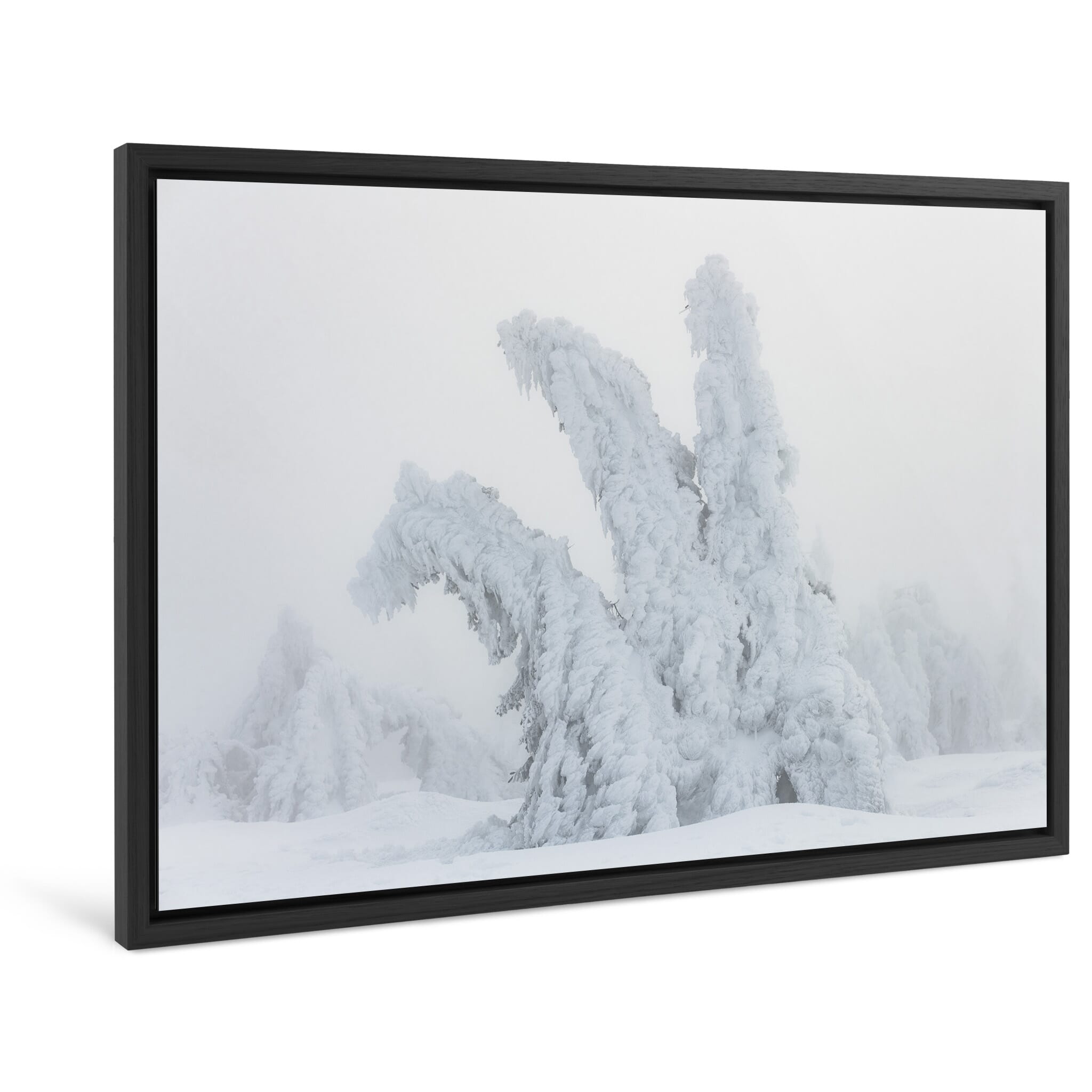 Framed photo print of sculptural tree form on Brocken mountain shaped by snow and wind