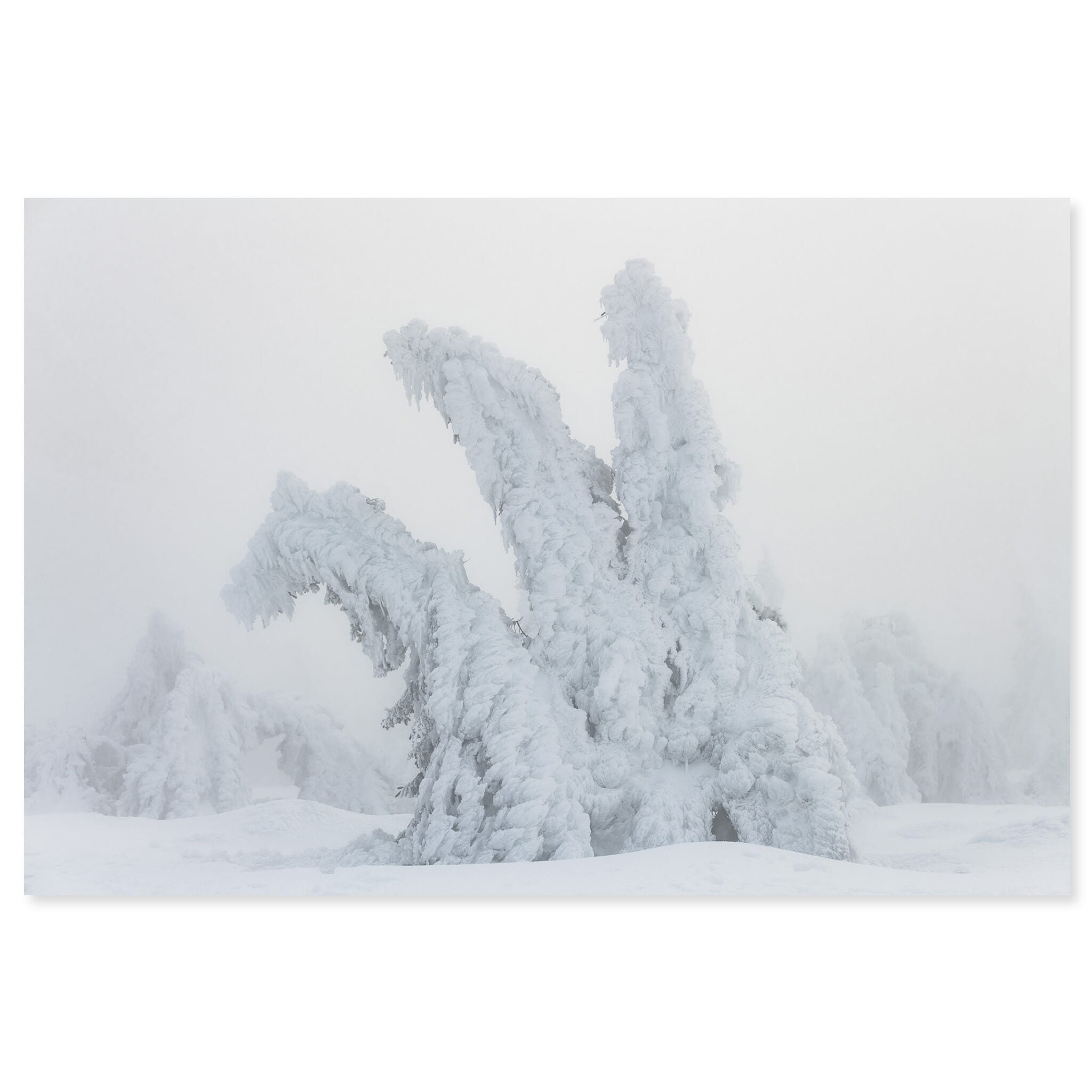 Fine art print of snow-covered tree resembling a mythical creature in dense winter fog
