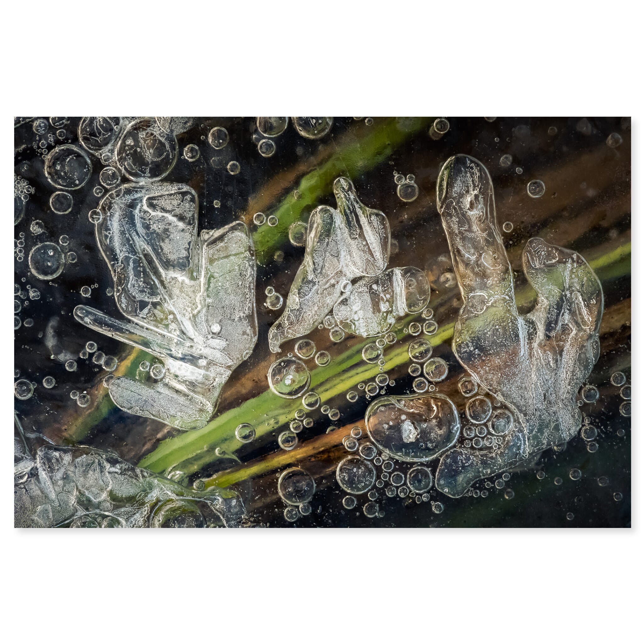 Fine art print of macro ice structures with frozen plants and natural color tones in Norway
