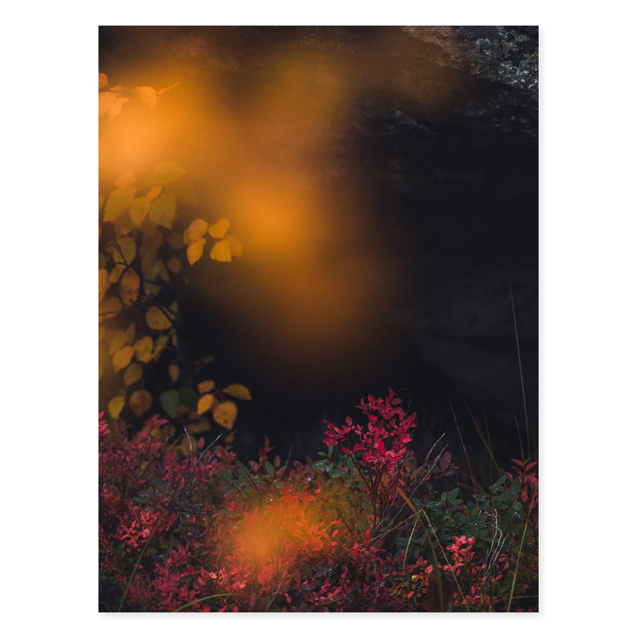 Fine art print of golden birch trees contrasting with deep red hues in Norway