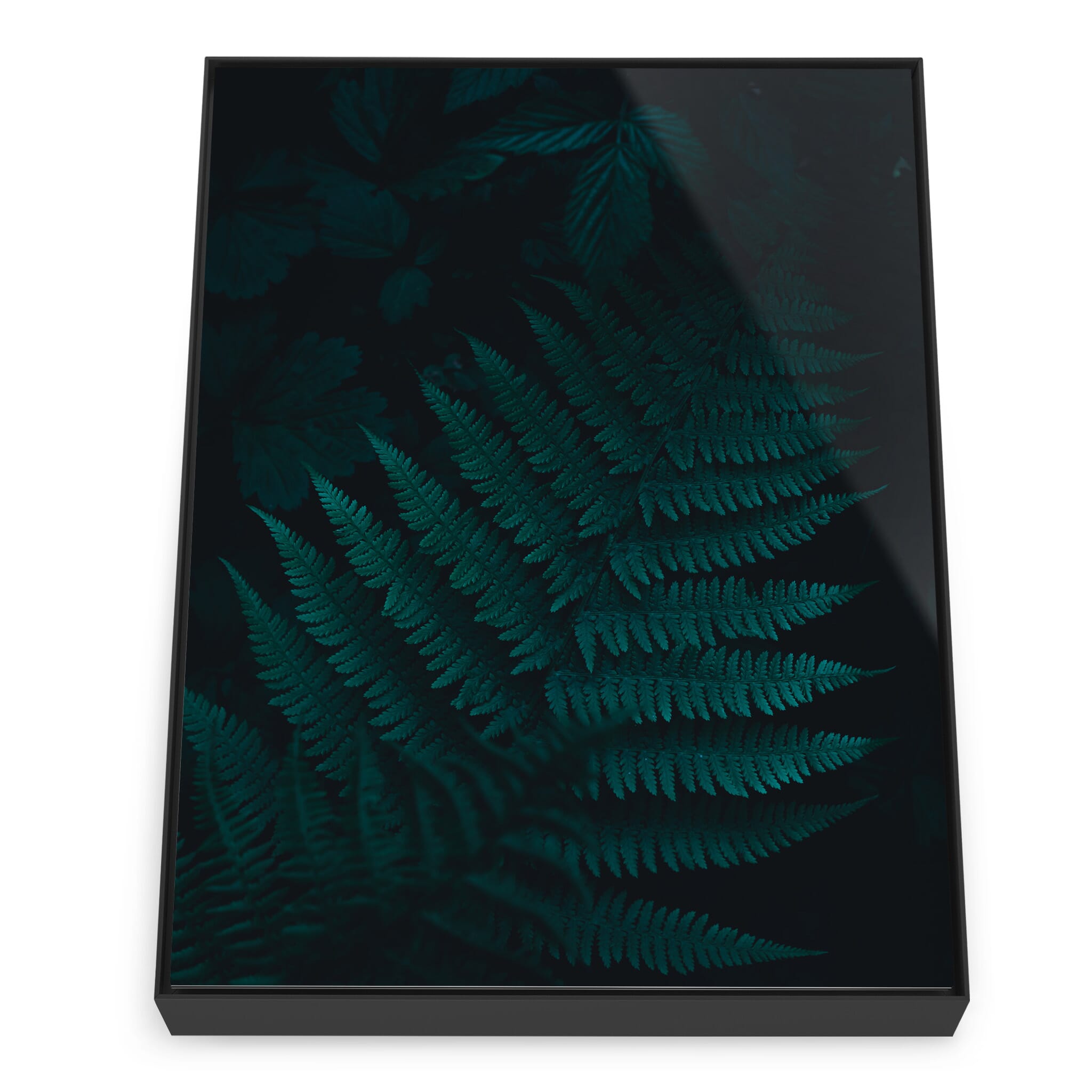 Framed photo print of fern leaves with dark background