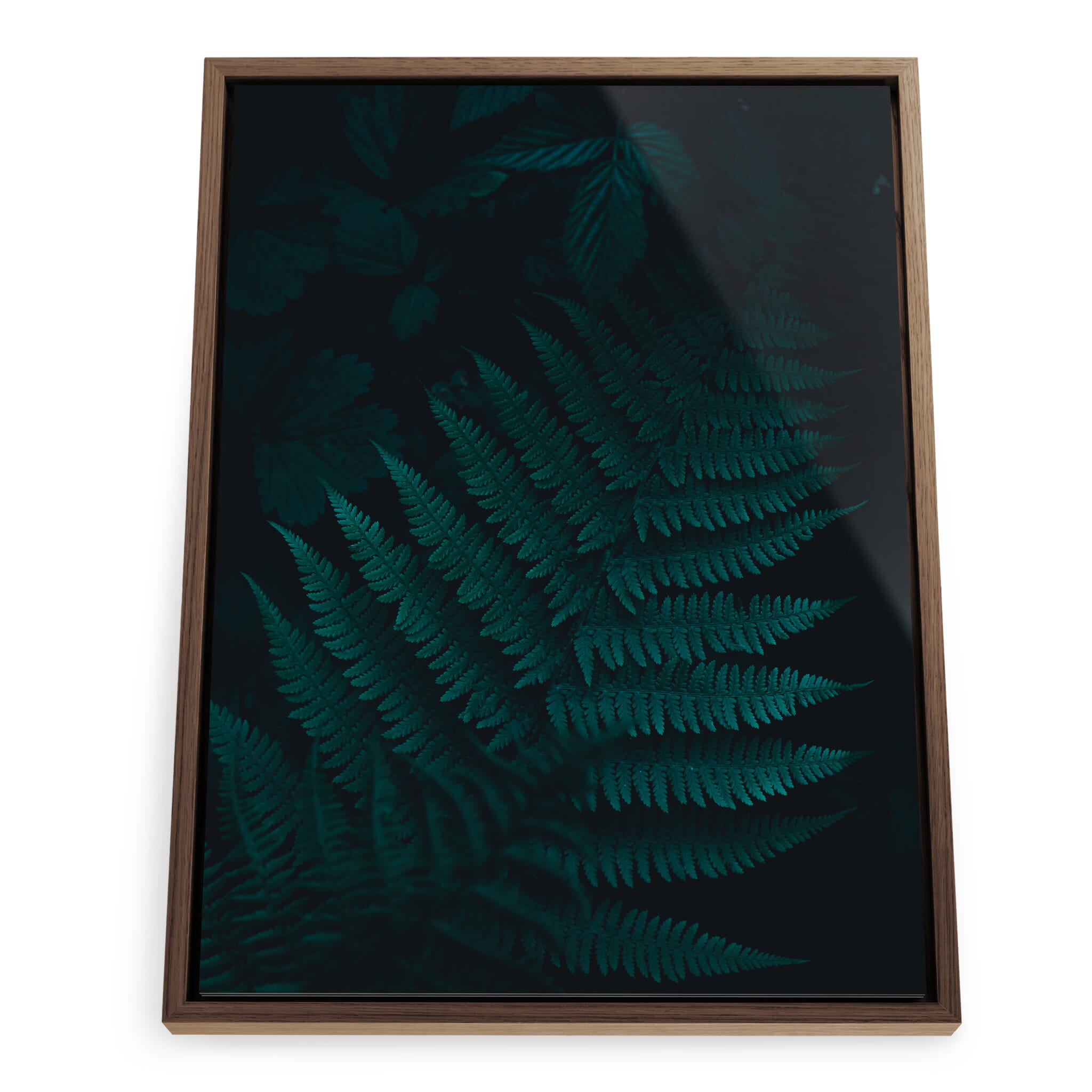 Framed photo print of atmospheric woodland ground with fern structures