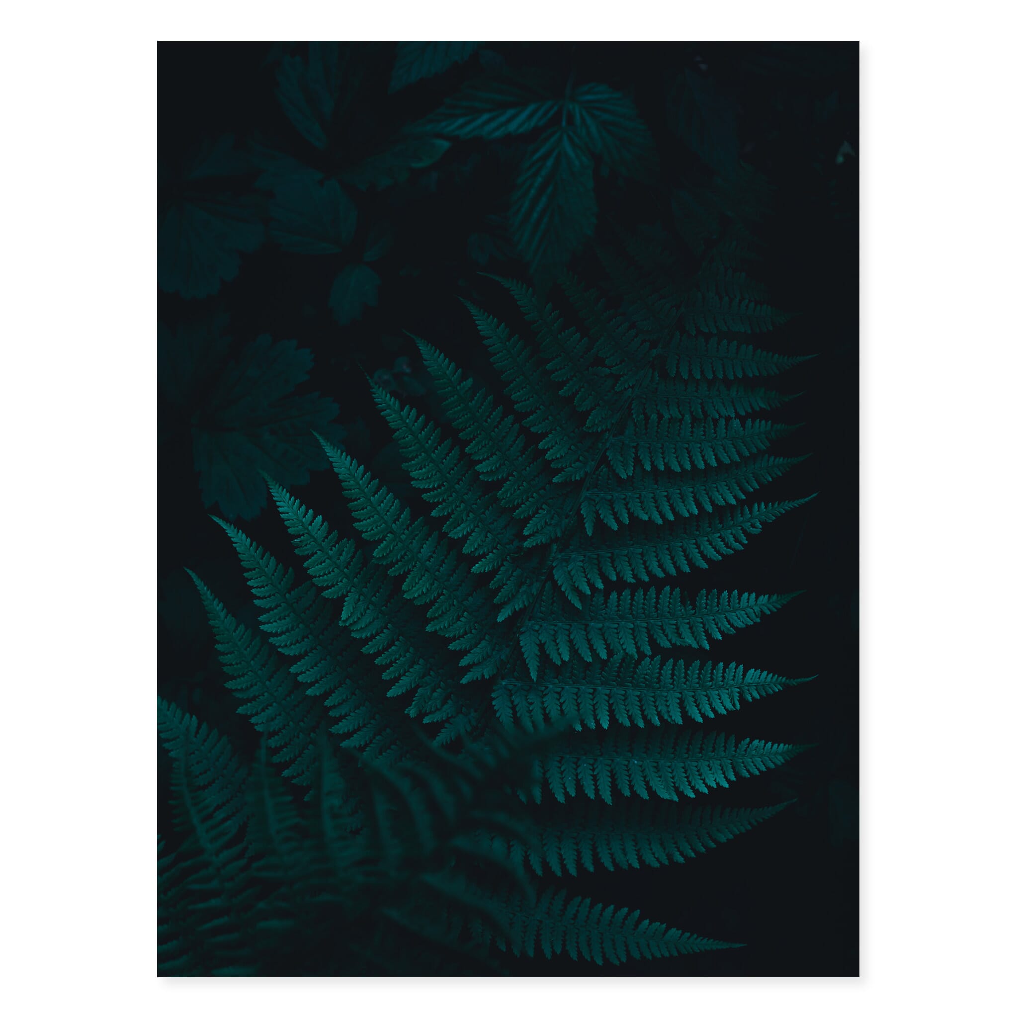 Fine art print of Norway’s forest floor with dark fern leaves and layered textures