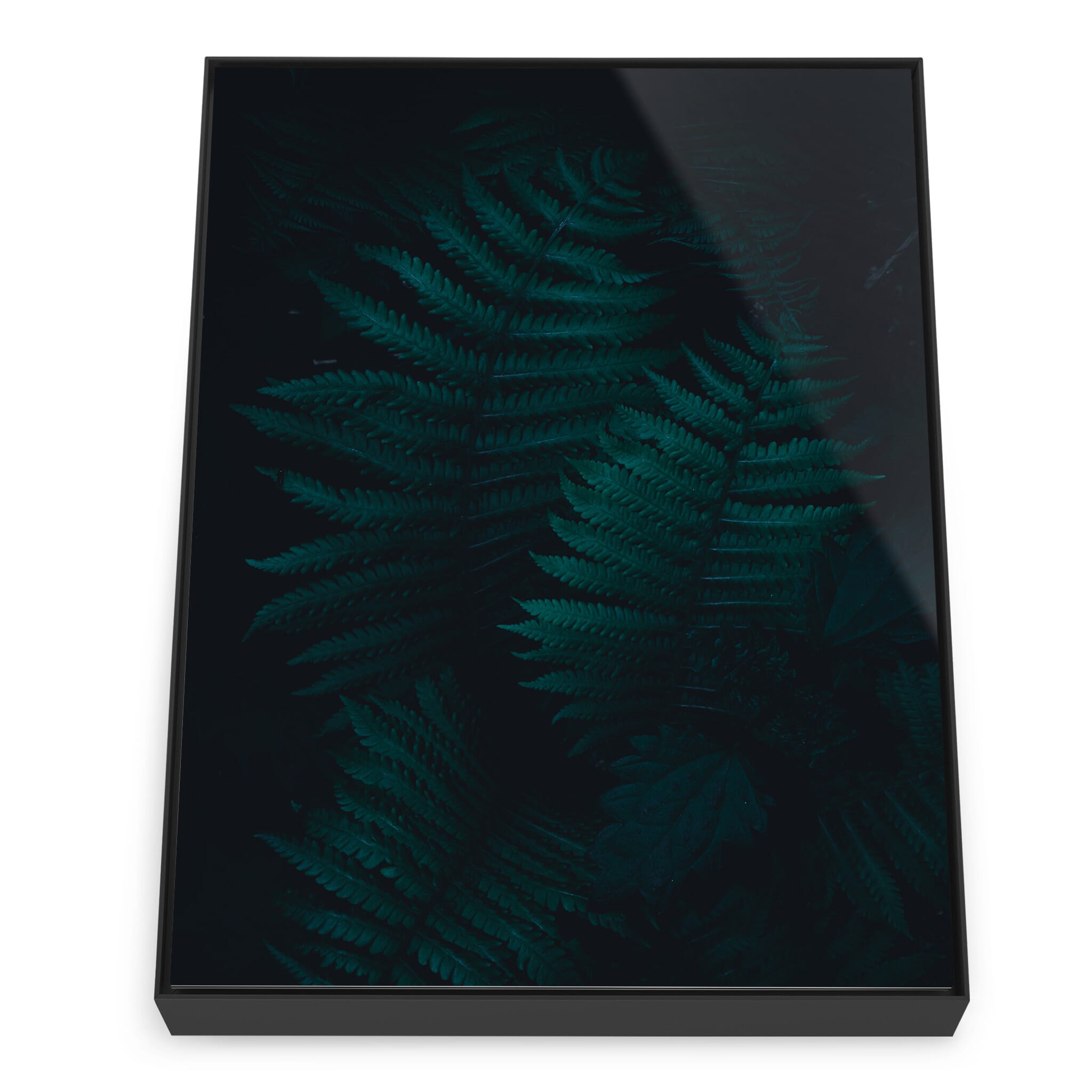 Framed photo print of fern leaves with dark background