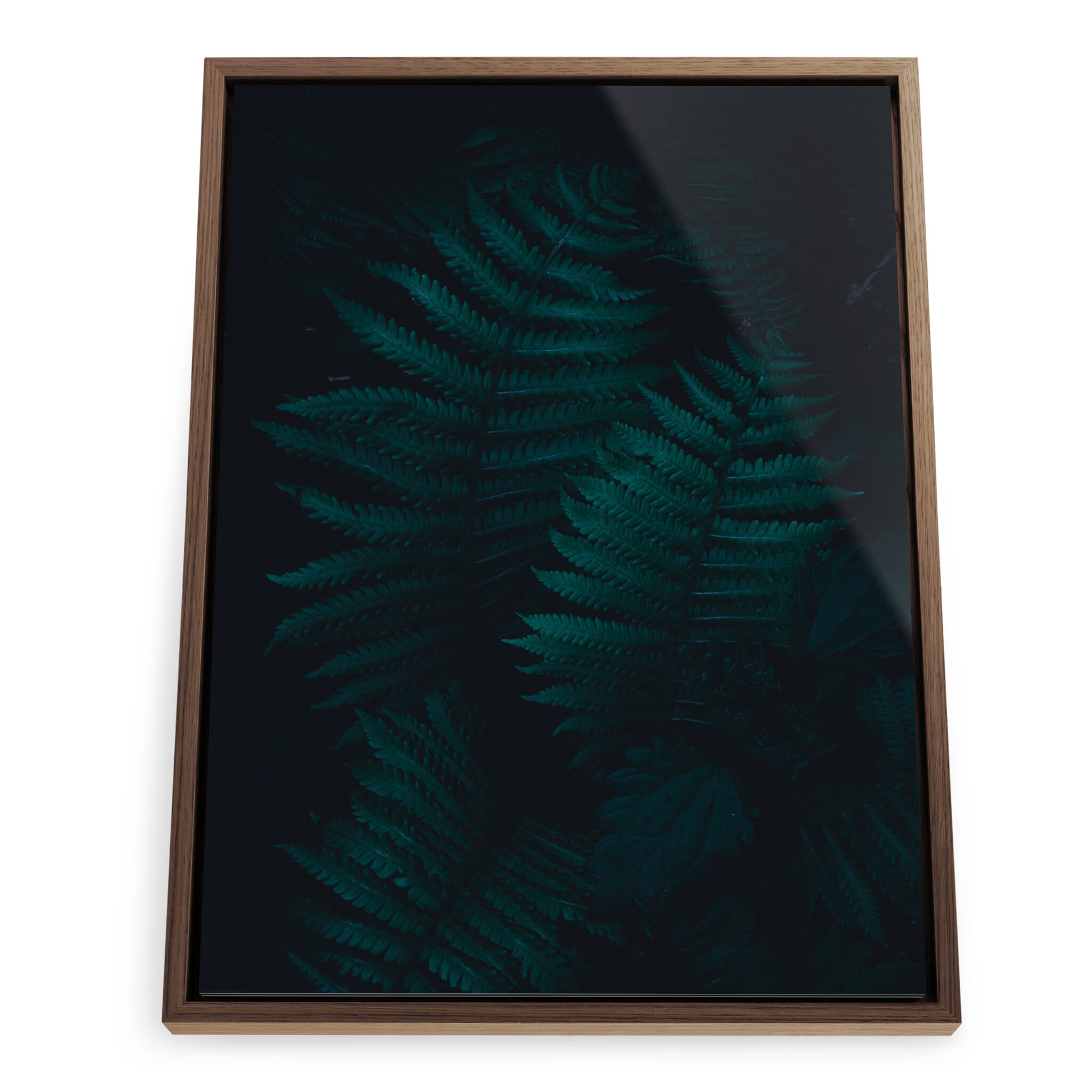 Framed photo print of atmospheric woodland ground with fern structures