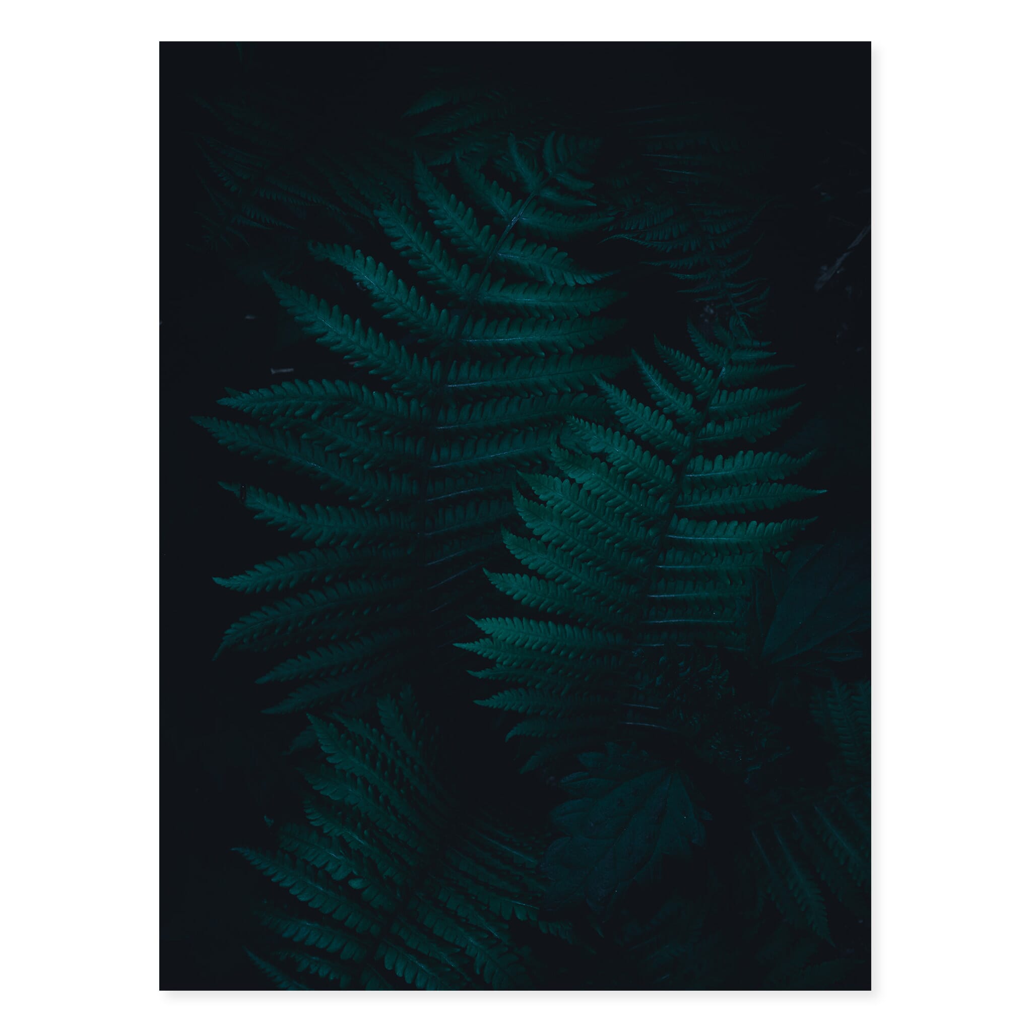 Fine art print of Norway’s forest floor with dark fern leaves and layered textures