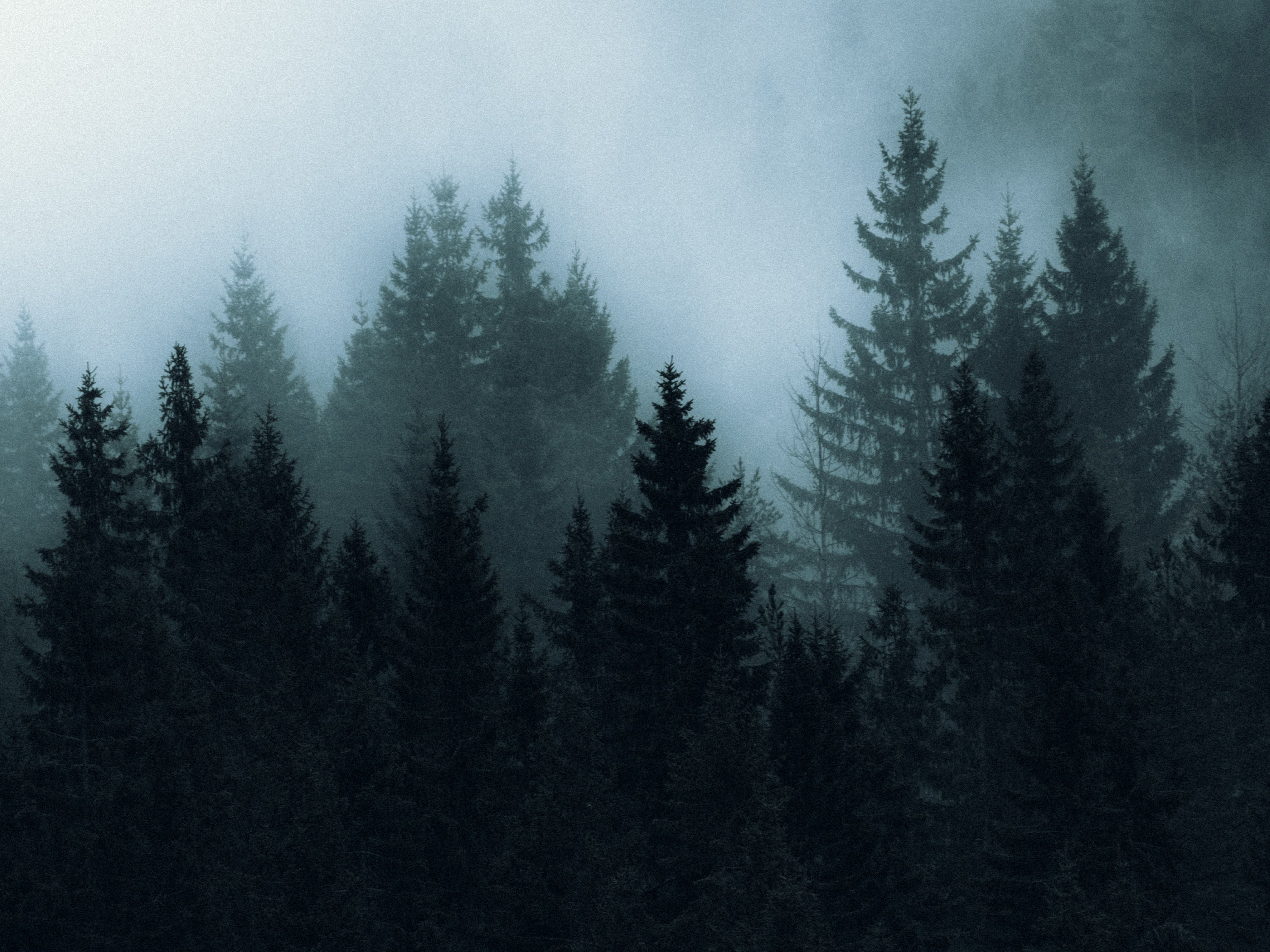Forests & Moorlands