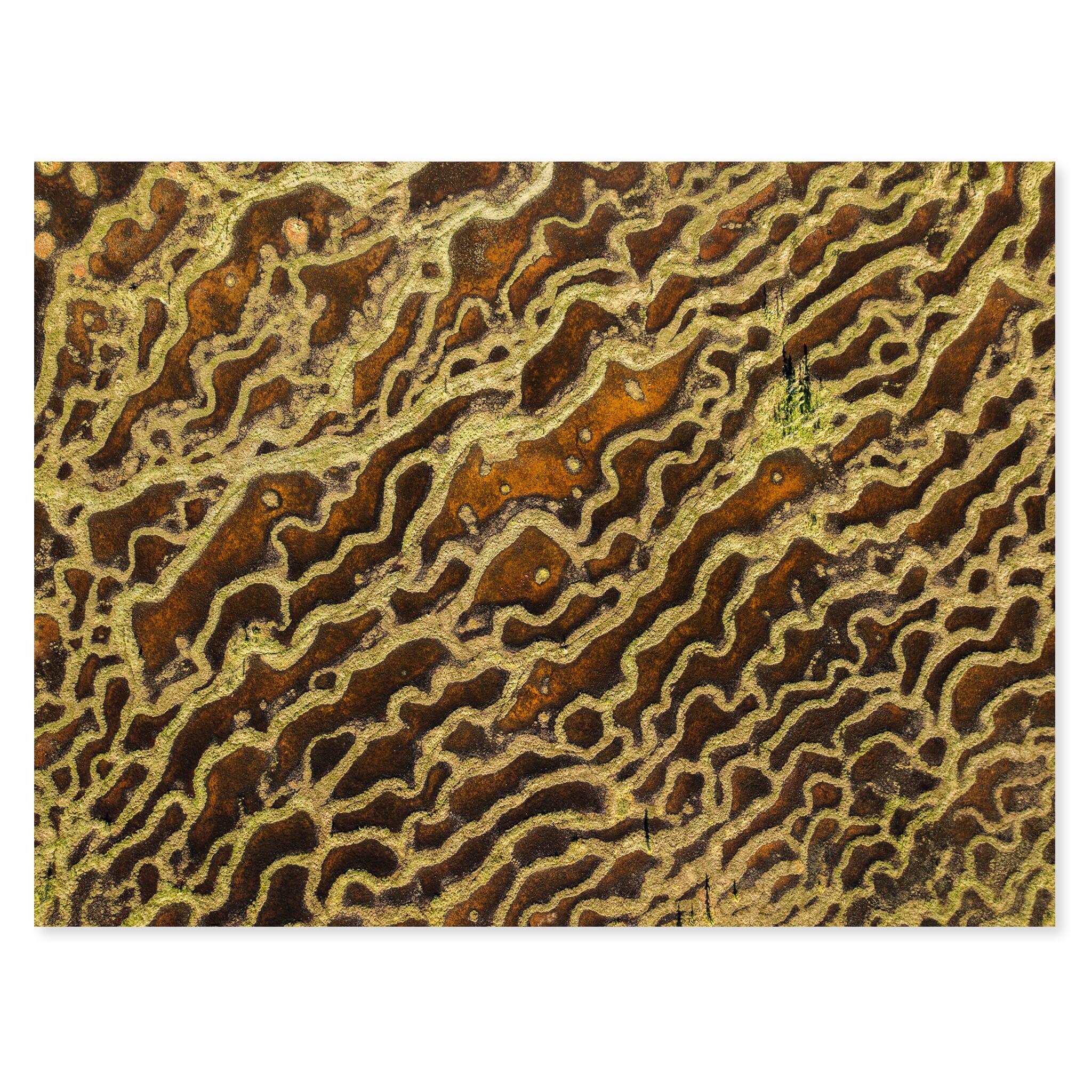 Fine art print of swamplands near Talkeetna with meandering channels and dark pools