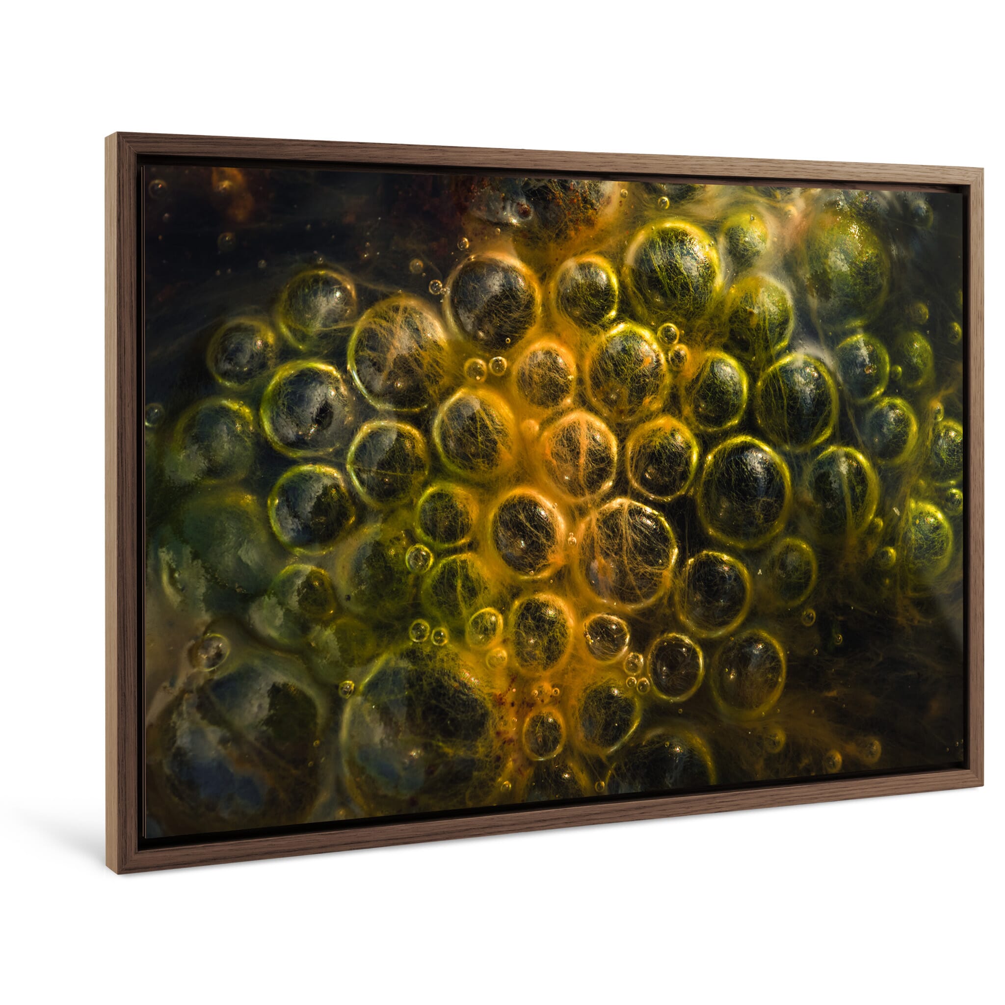 Framed photo print of small-scale natural processes in a moorland highlighting color contrasts