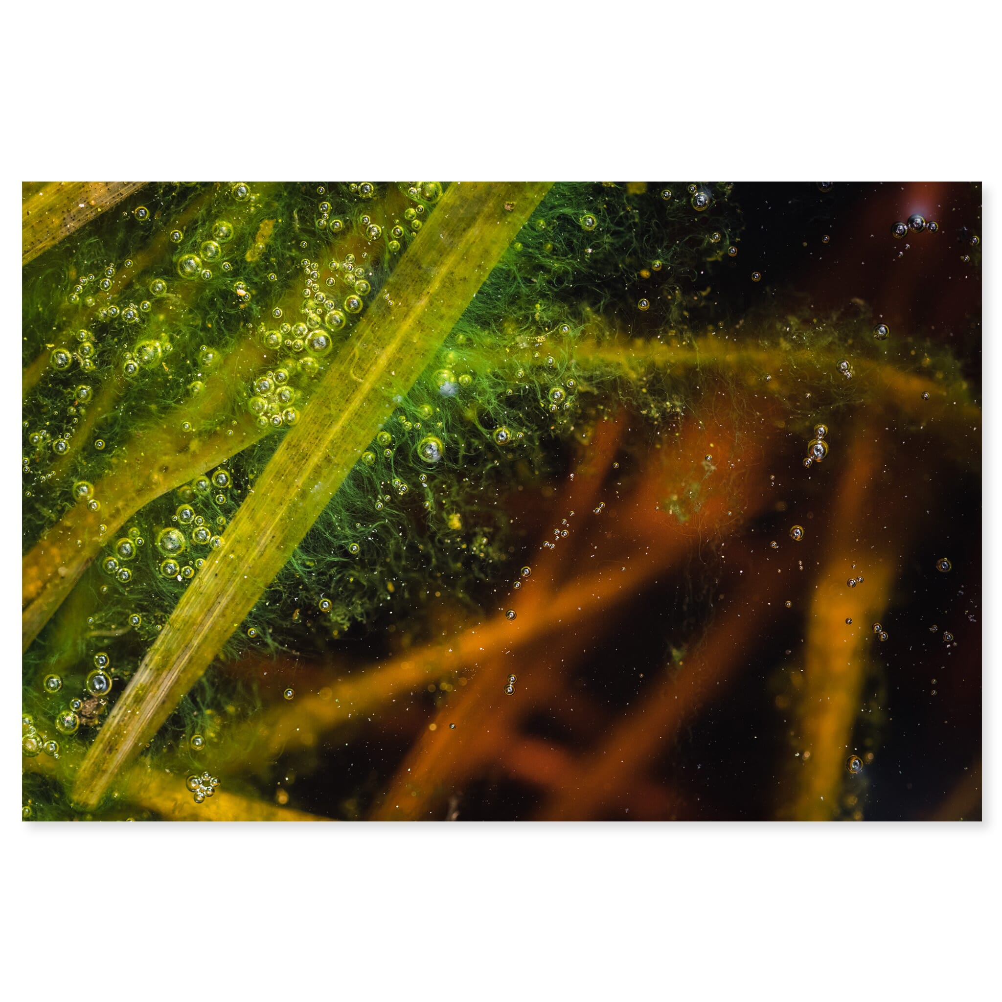 Fine art print of water surface with algae and air bubbles in a German moorland